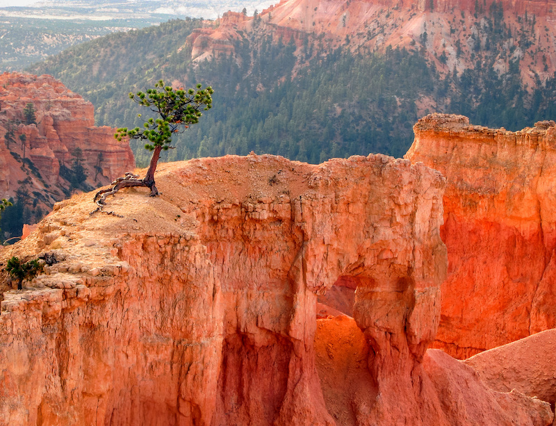 Resilient Tree